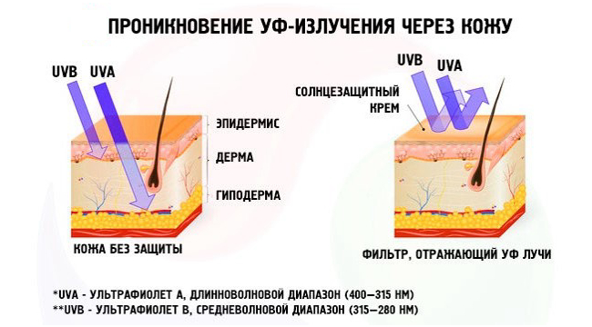 Проникновение УФ-излучения через кожу