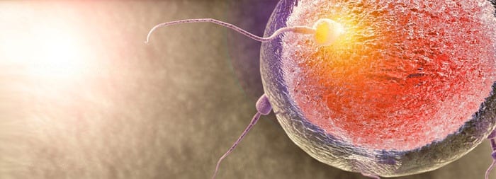 Сперматозоид с яйцеклеткой сливаются и образовывают зиготу