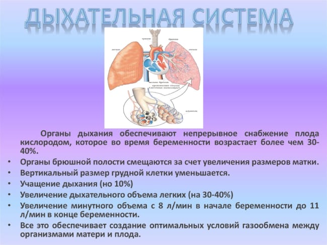 Особенности дыхательной системы при беременности