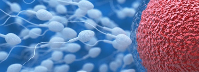 Оплодотворение яйцеклетки самым шустрым сперматозоидом