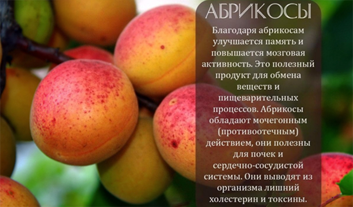 Польза абрикос для здоровья