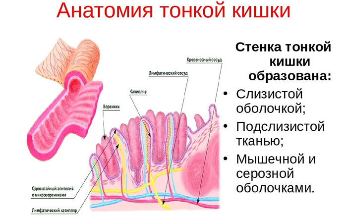 анатомия тонкой кишки