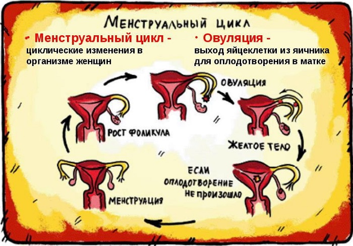 Физиология менструального цикла