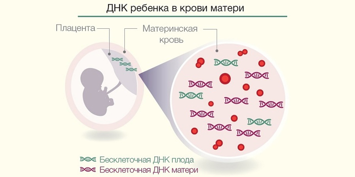 ДНК ребенка в крови матери