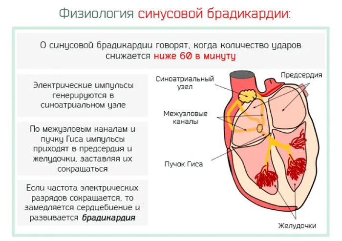 Физиология синусовой брадикардии