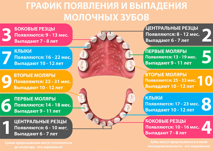 График появления и выпадения молочных зубов