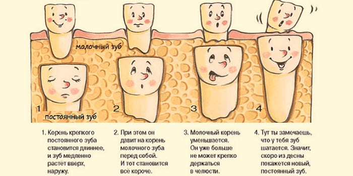 Как происходит замена зубов