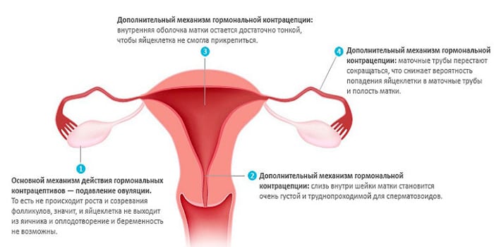 Механизм действия оральных контрацептивов