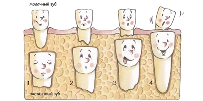 Молочные и постоянные зубы