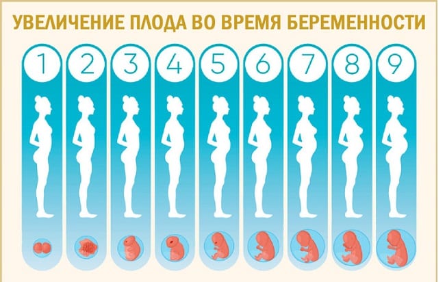 Увеличение плода во время беременности