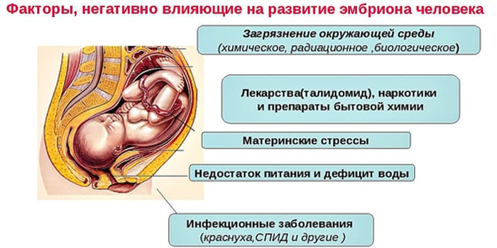 Факторы, влияющие на развитие эмбриона