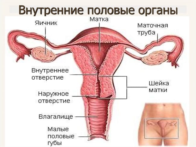Внутренние половые органы