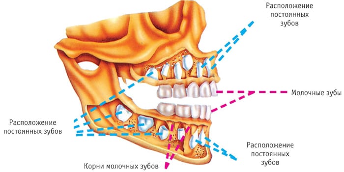 Расположение молочных и коренных зубов