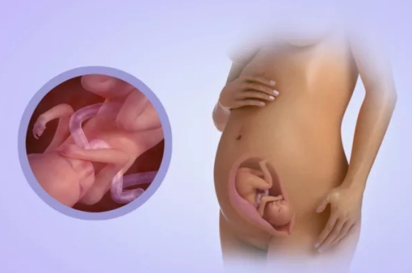 Как развивается плод во время беременности