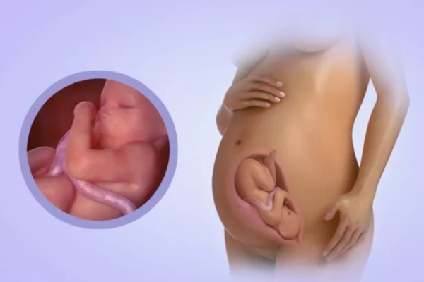 Как развивается плод во время беременности