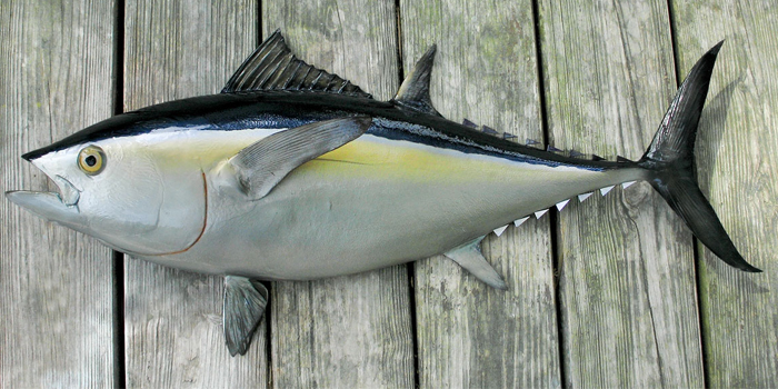 Скумбриевидный тунец