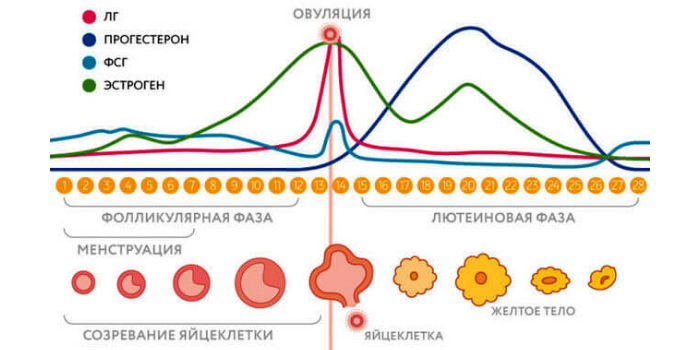 Уровень гормонов в разных фазах менструального цикла