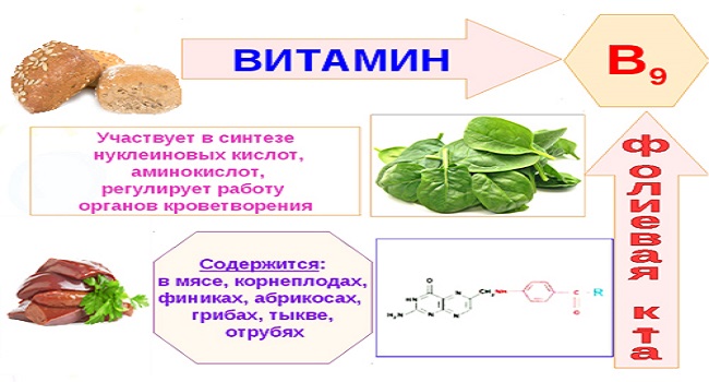 Функции витамина В9