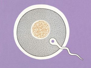 О чего зависит фертильность человека