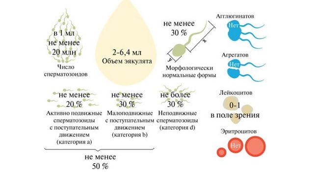 Спермограмма