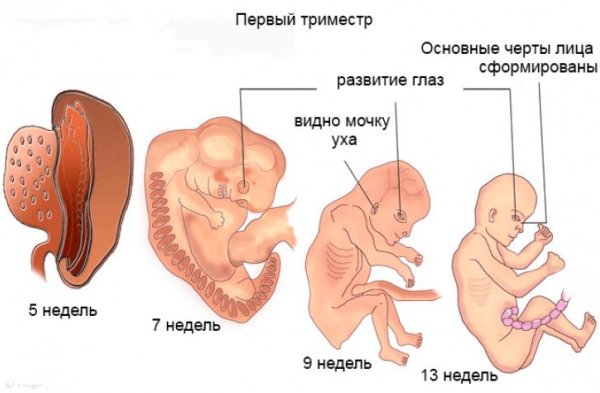 Чего ожидать в первом триместре беременности