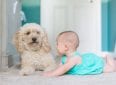 11 лучших породы собак для детей