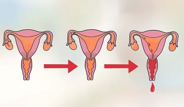 5 мифов о менструации