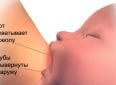 Как правильно прикладывать новорожденного для кормления грудью