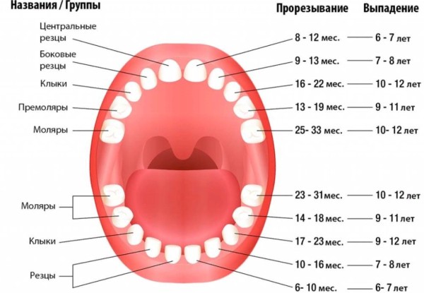 Что нужно знать о выпадении молочных зубов