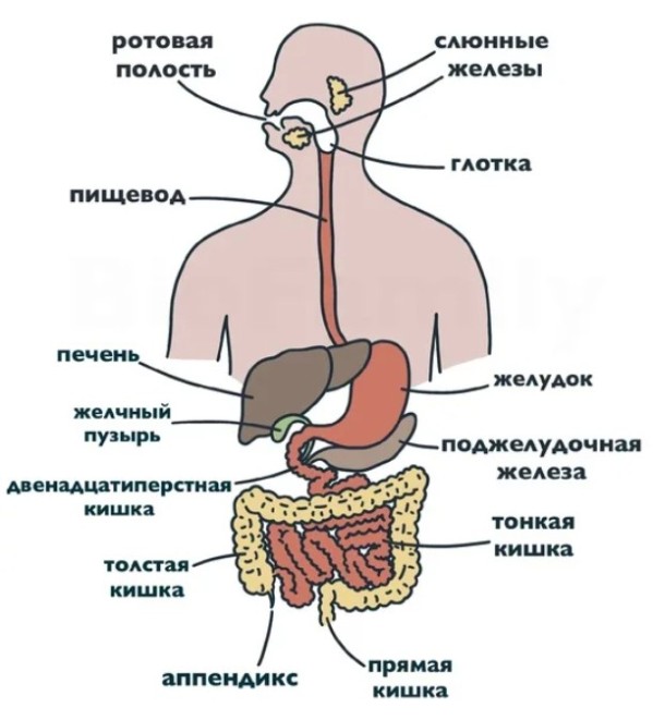 7 увлекательных фактов о пищеварительной системе