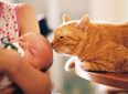 Как безопасно знакомить кошек и новорожденных младенцев