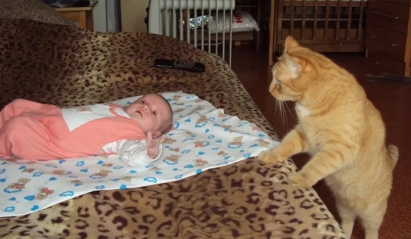 Как безопасно знакомить кошек и новорожденных младенцев