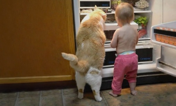 Как защитить холодильник от детей