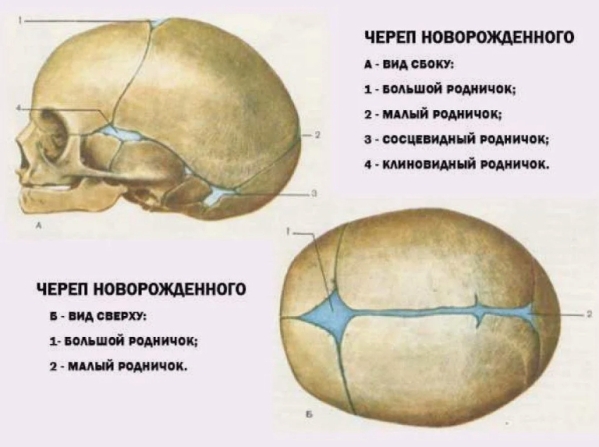 Что нужно знать о родничке ребенка