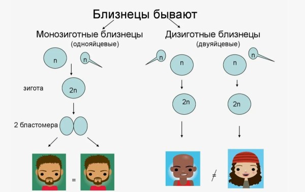 Что родители должны знать об однояйцевых близнецах