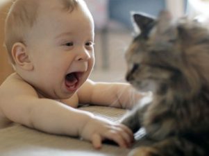 Признаки инфекции от кошачьих царапин у ребенка