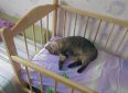 Как защитить детскую кроватку от кошки