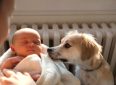 Как подготовить собаку к появлению малыша в семье