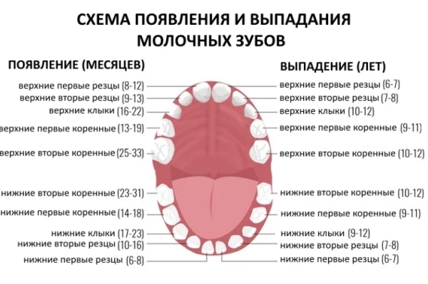 В каком порядке выпадают молочные зубы