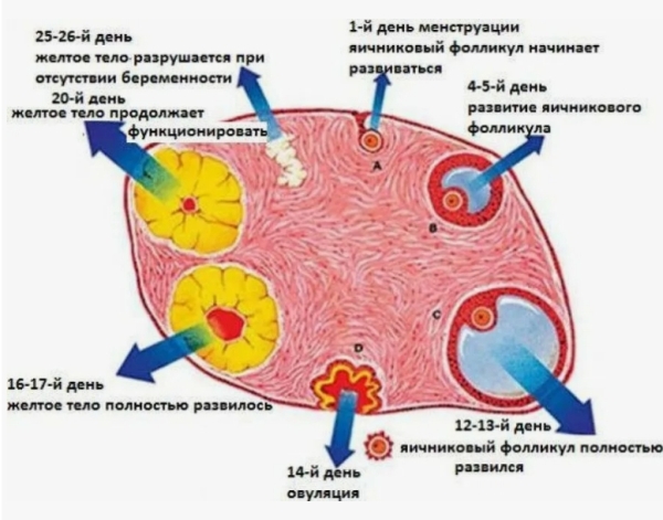 Что нужно знать о желтом теле при попытке забеременеть