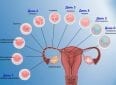 Поздняя имплантация эмбриона — причины и последствия
